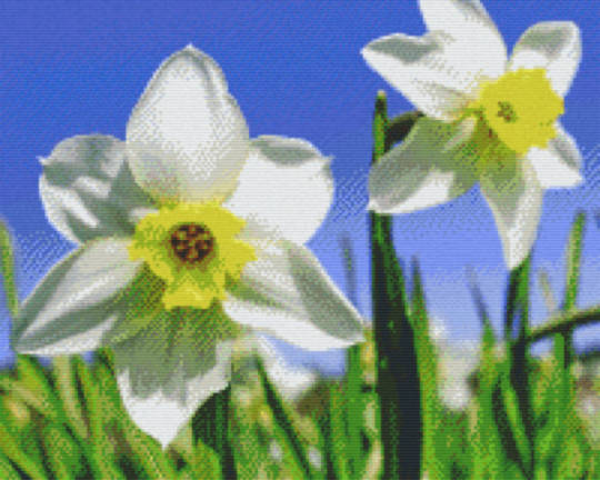 White Daffodils Sixteen [16] Baseplate PixelHobby Mini-mosaic Art Kit
